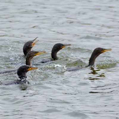 Neotropic Cormorant 